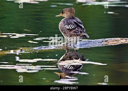 A female Common  Merganser duck , 'Mergus merganser', resting on a sunken log in a beaver pond in rural Alberta.` Stock Photo